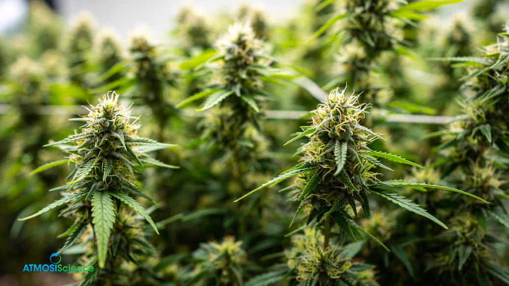 Humidi-Cure Plus drying-room mat and 62% packs for cultivator-scale cannabis storage