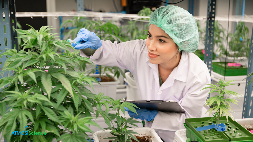 The 60-Day Commercial Cannabis Curing SOP (Day-by-Day for Cultivation Managers)
