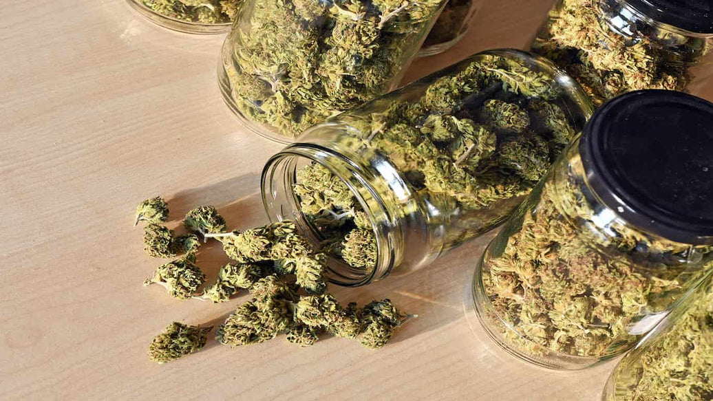 How Long & How to Burp Cannabis Jars for Perfect Curing