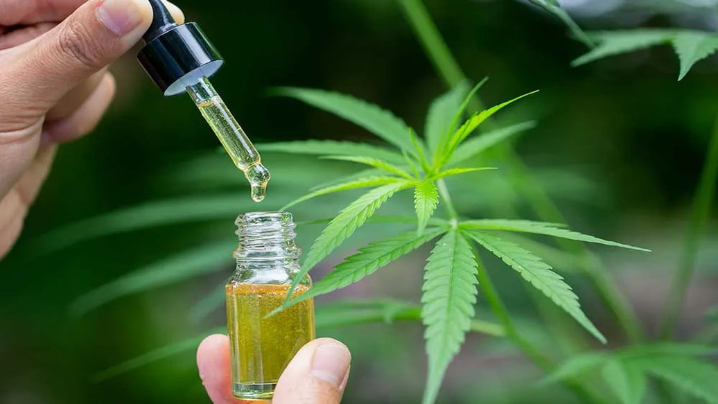 cannabis extraction - cover