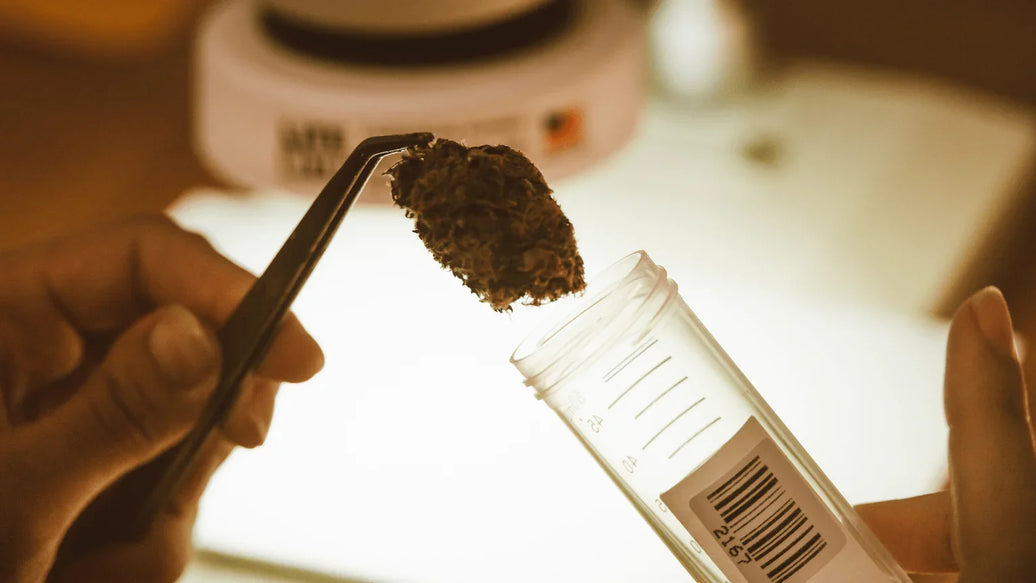 Cannabis Humidity Too Low Symptoms and How to Fix Them - ATMOSIScience | 2-Way Humidity Control, Naturally