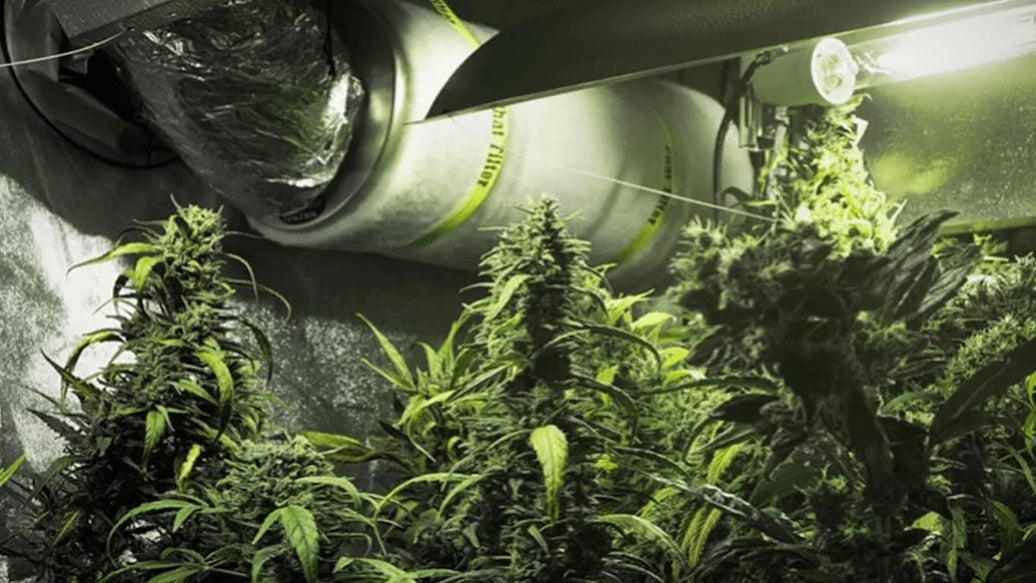 cannabis carbon filter - cover