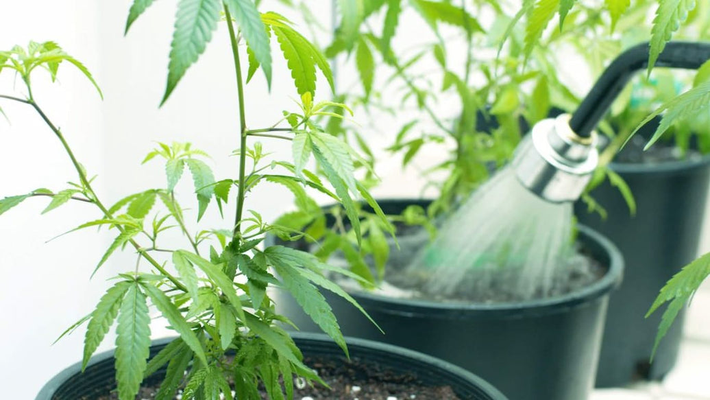 cannabis flush before harvest - cover