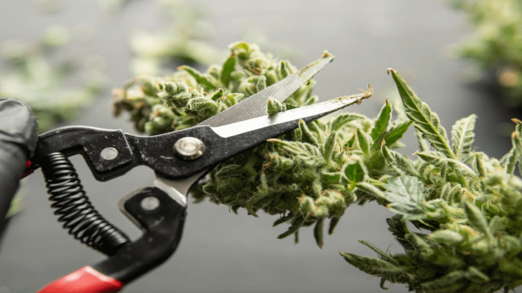 cannabis harvesting tools - cover