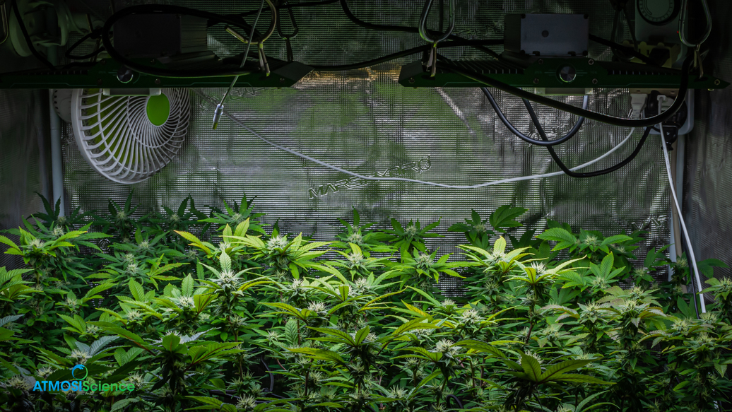 How to Store Cannabis at Home: A Simple Guide to Keeping Flower Fresh