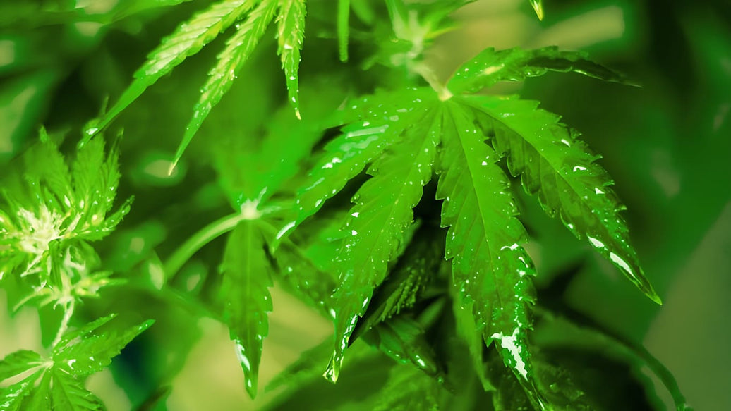 cannabis humidity - cover