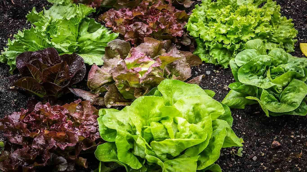 home lettuce grower - cover