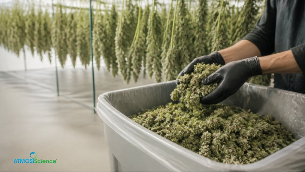 Gloved hands filling a bulk bin with trimmed buds in a drying room, cultivator cannabis storage