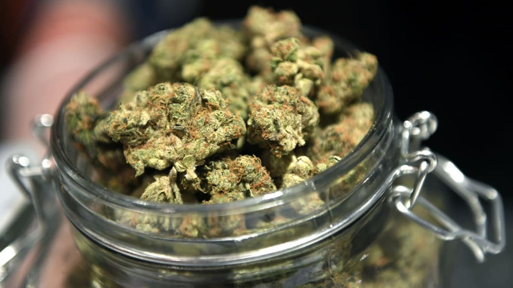 curing cannabis