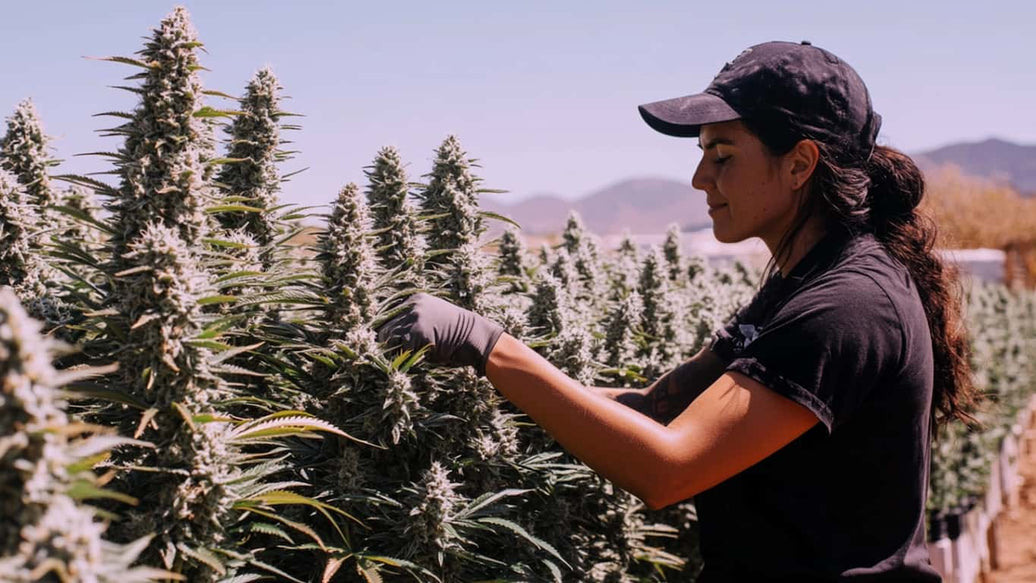 harvesting cannabis outdoor - cover