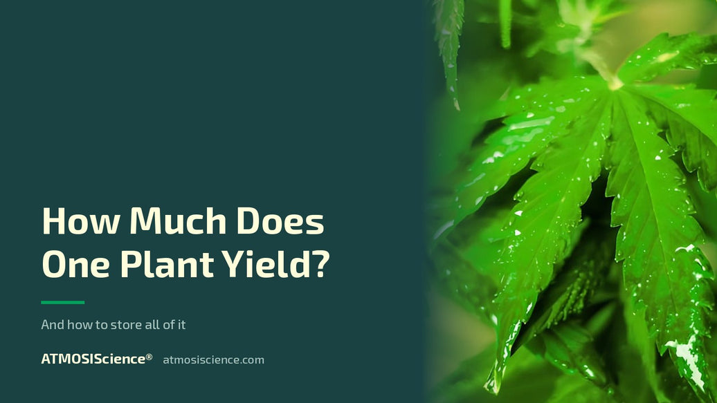 How much weed does one plant yield, and how to store it all | Humidi-Cure® 62% two-way humidity control