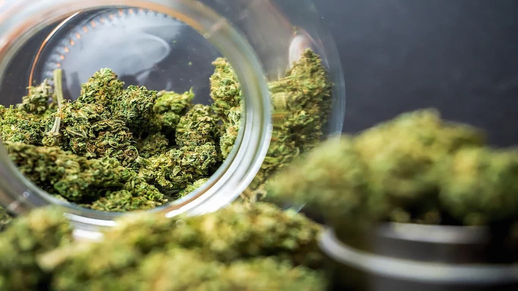 how to keep weed fresh - cover
