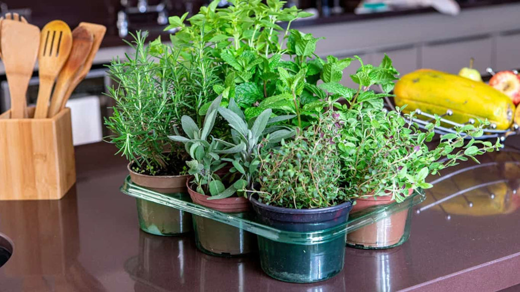 indoor herb and spice garden - cover