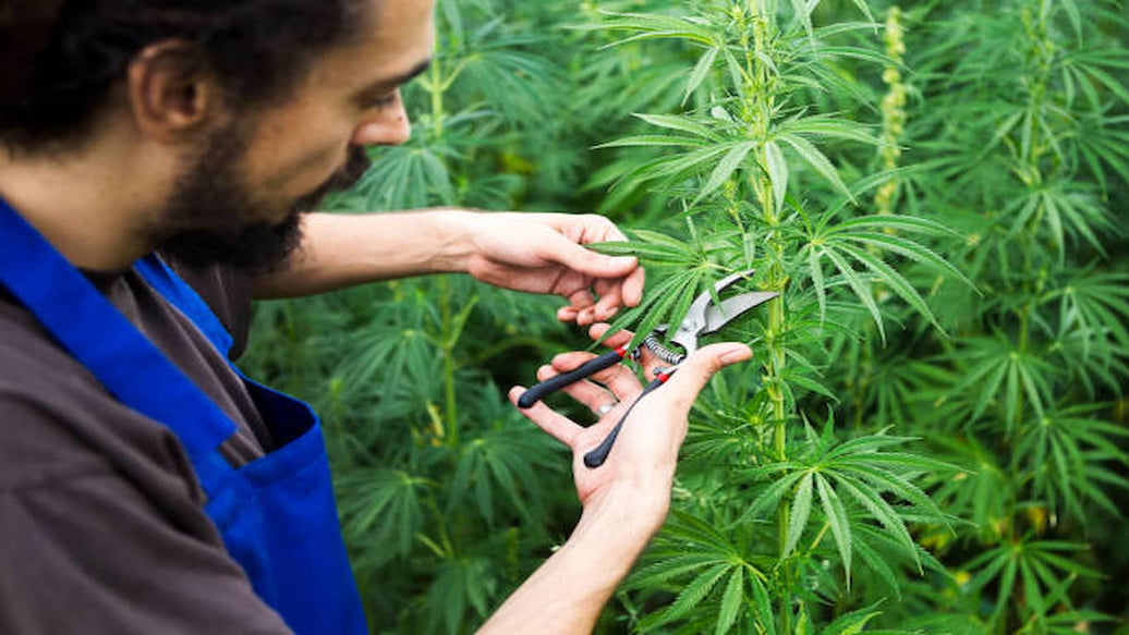 trimming cannabis - cover