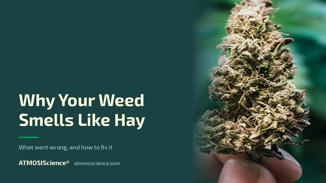 Why home-grown weed smells like hay and how to fix it | Humidi-Cure® 62% two-way humidity control