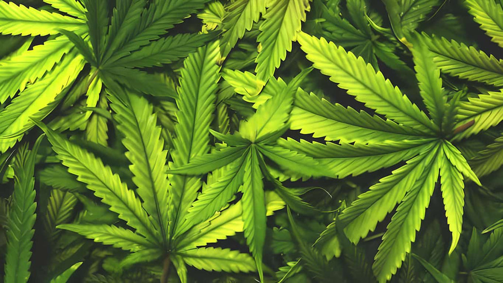 weed storage - cover