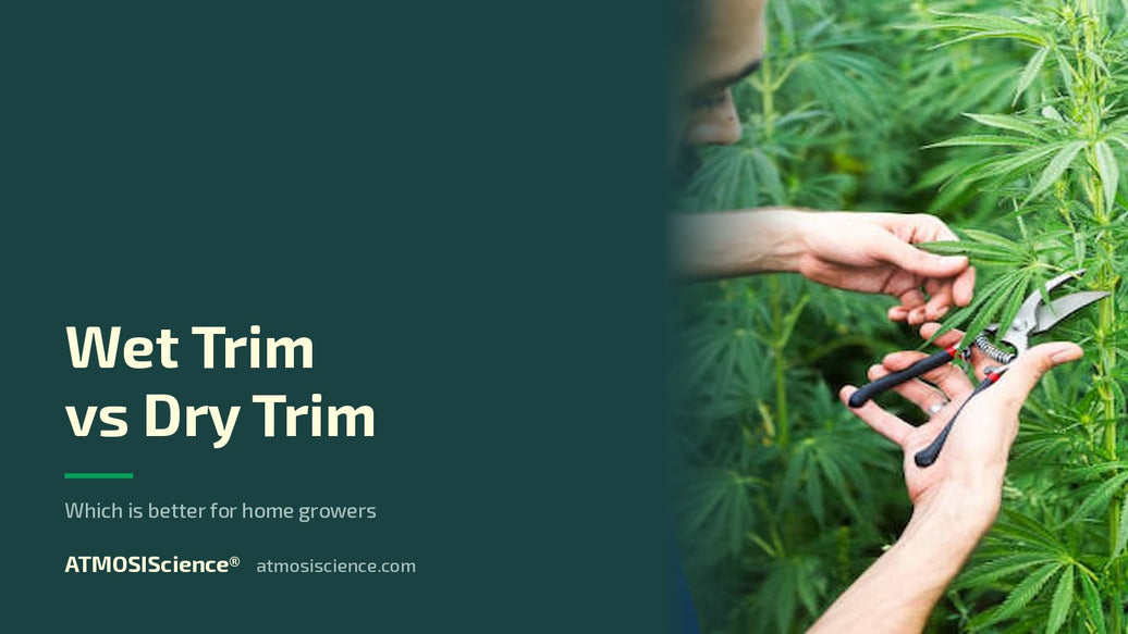 Wet trim vs dry trim for home growers — which is better | Humidi-Cure® 62% two-way humidity control