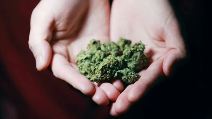 15 Amazing Weed Strains You Need To Try & How to Keep Them Fresh - ATMOSIScience | 2-Way Humidity Control, Naturally