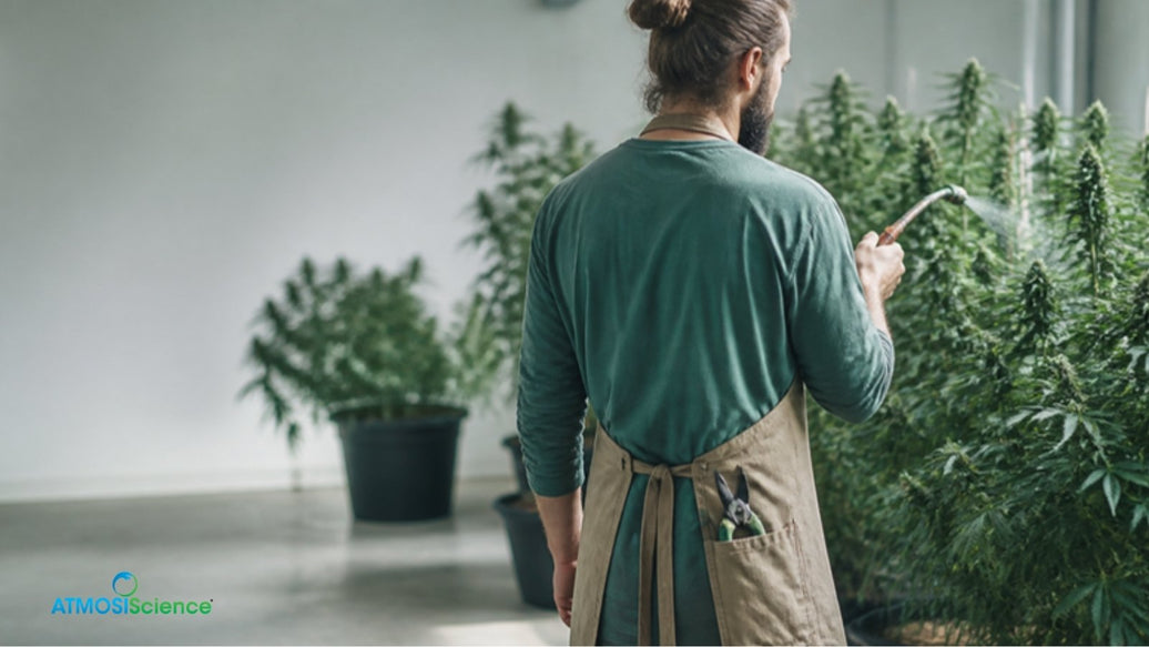 Grower watering plants with a watering wand, pruning snips in apron, tools pot growers rely on