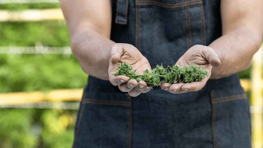 6 Tools That Pot Growers & Cultivators Can’t Live Without - ATMOSIScience | 2-Way Humidity Control, Naturally