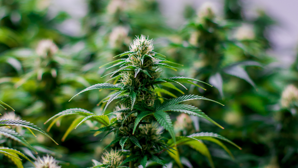 62 vs 58 vs 65 RH for Cannabis: How to Choose for Your Cure Workflow — ATMOSIScience