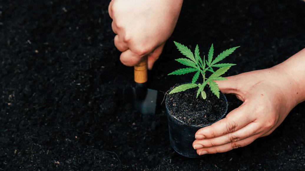 7 Amazing Canadian Cannabis Companies - ATMOSIScience | 2-Way Humidity Control, Naturally