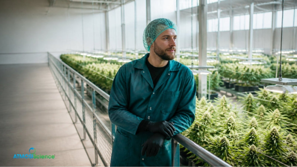 Long rows of plants inside a large modern facility run by a leading cannabis company