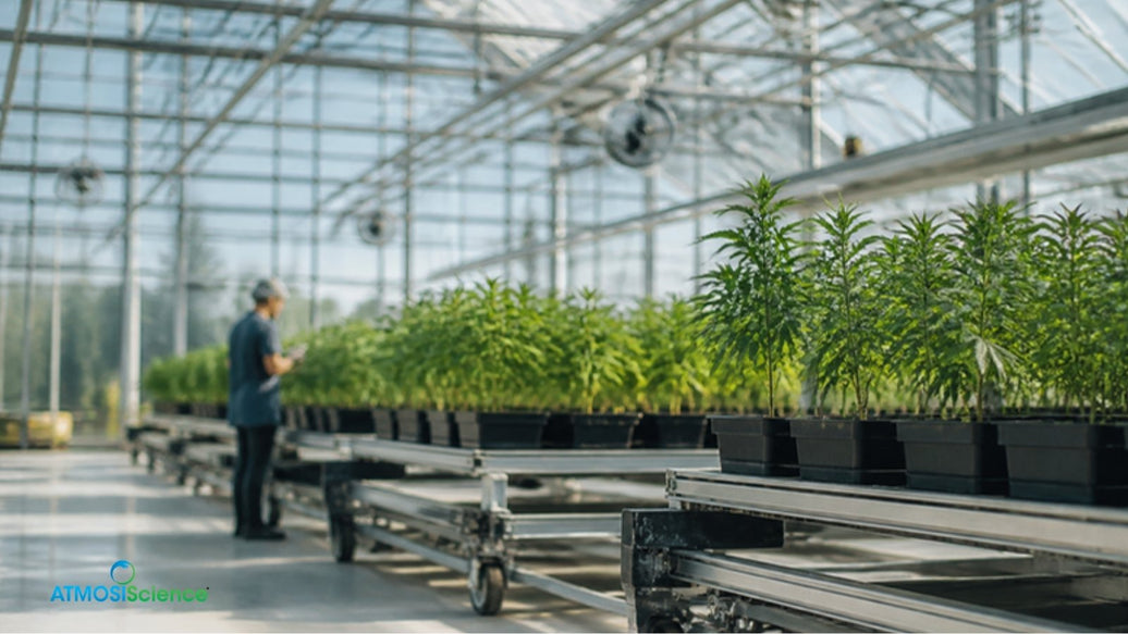 Modern greenhouse with automated benches of cannabis plants, a trailblazing cannabis company