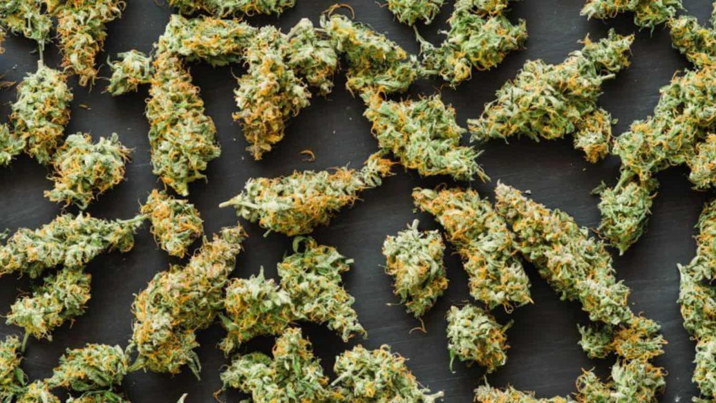 8 Astonishing Facts You Never Knew About Cannabis - ATMOSIScience | 2-Way Humidity Control, Naturally