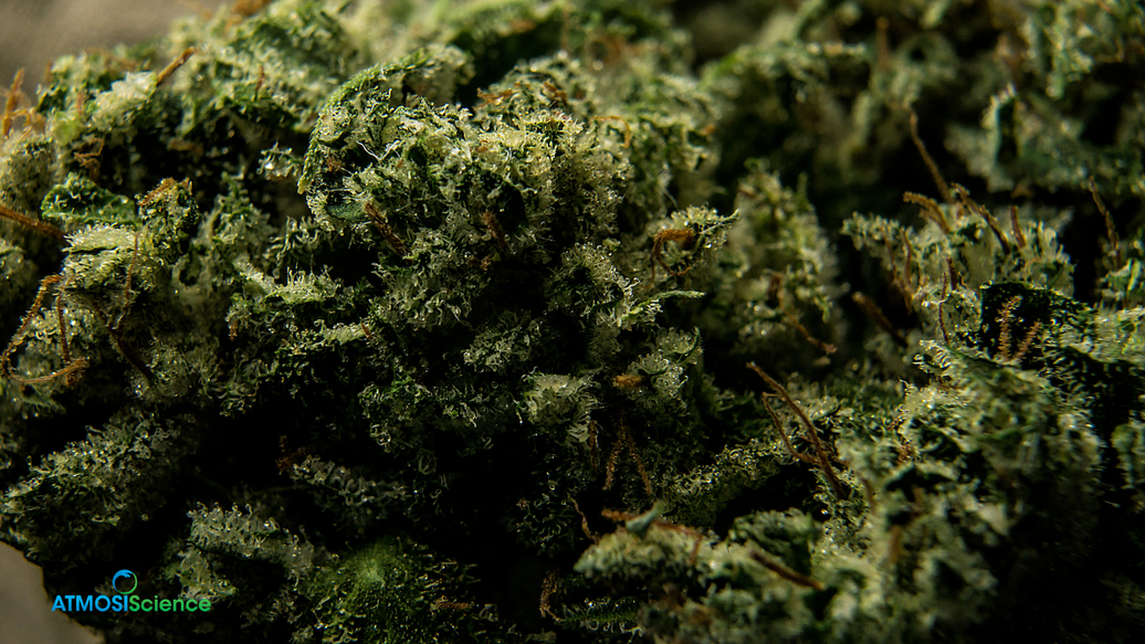 Cannabis curing with two-way 62% RH humidity control and Humidi-Cure Plus drying mat