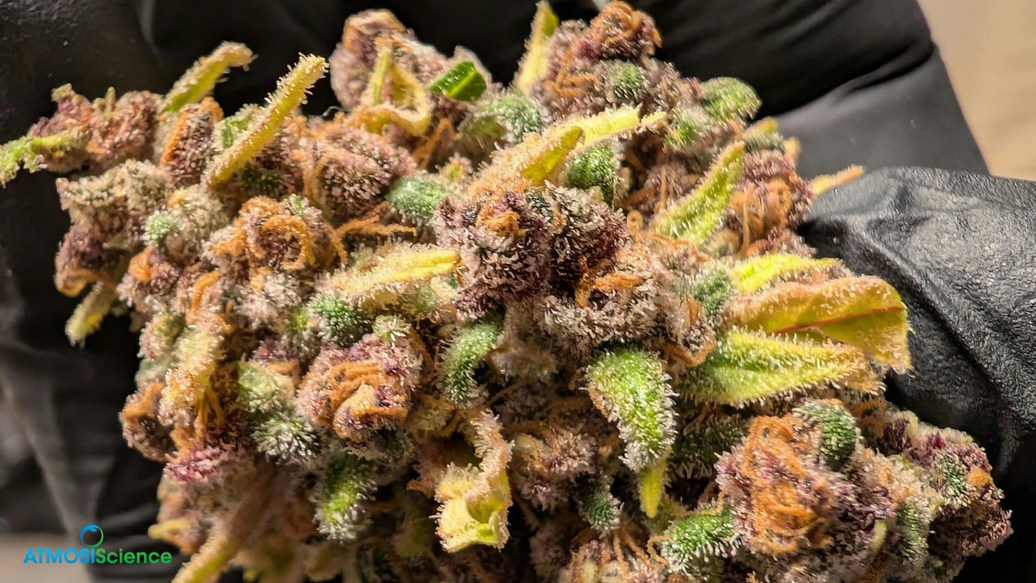 How do I reduce mold risk without overdrying?