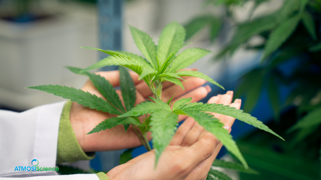 Humidi-Cure Plus drying-room humidity mat and 62% packs for bulk cannabis storage