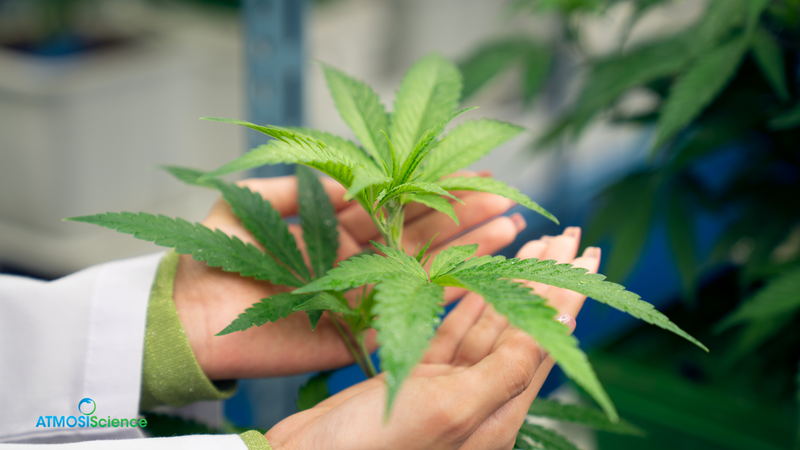 Humidi-Cure Plus drying-room humidity mat and 62% packs for bulk cannabis storage