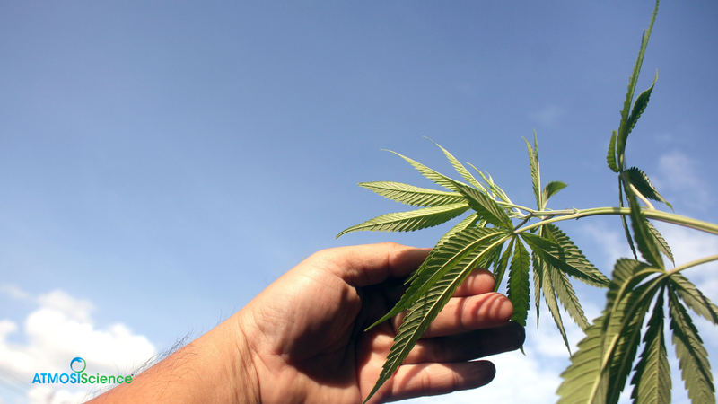 Cannabis Yield & Potency Variability: How RH Stability Protects Your COA and Your Tier Pricing