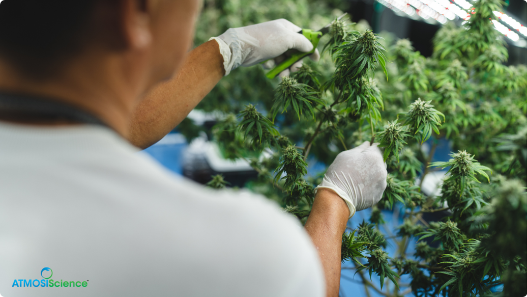 US Indoor Cannabis in 2026: The New Game Is “Microclimate Discipline”