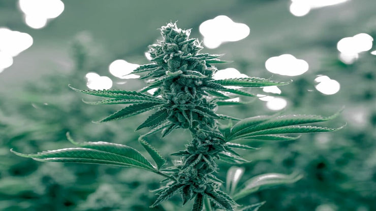 autoflowering cannabis seeds - cover