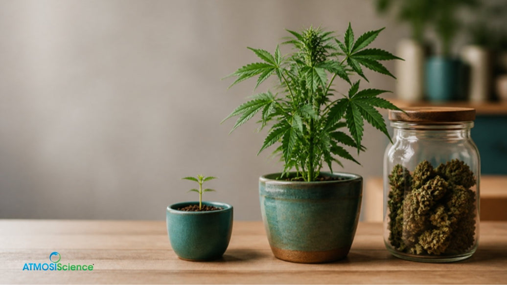 Cannabis seedling, young plant and jar of cured buds in a row, showing the best humidity for cannabis at each stage