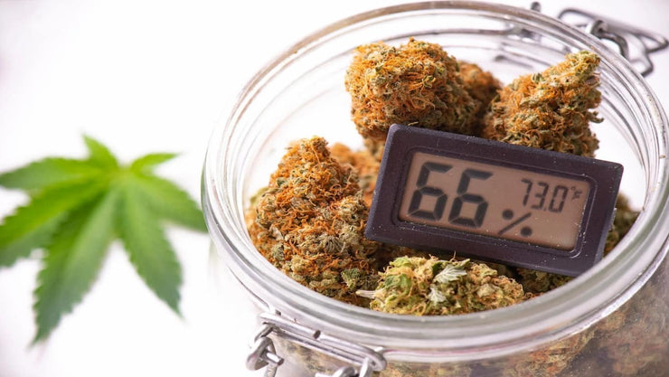 best humidity for cannabis - cover