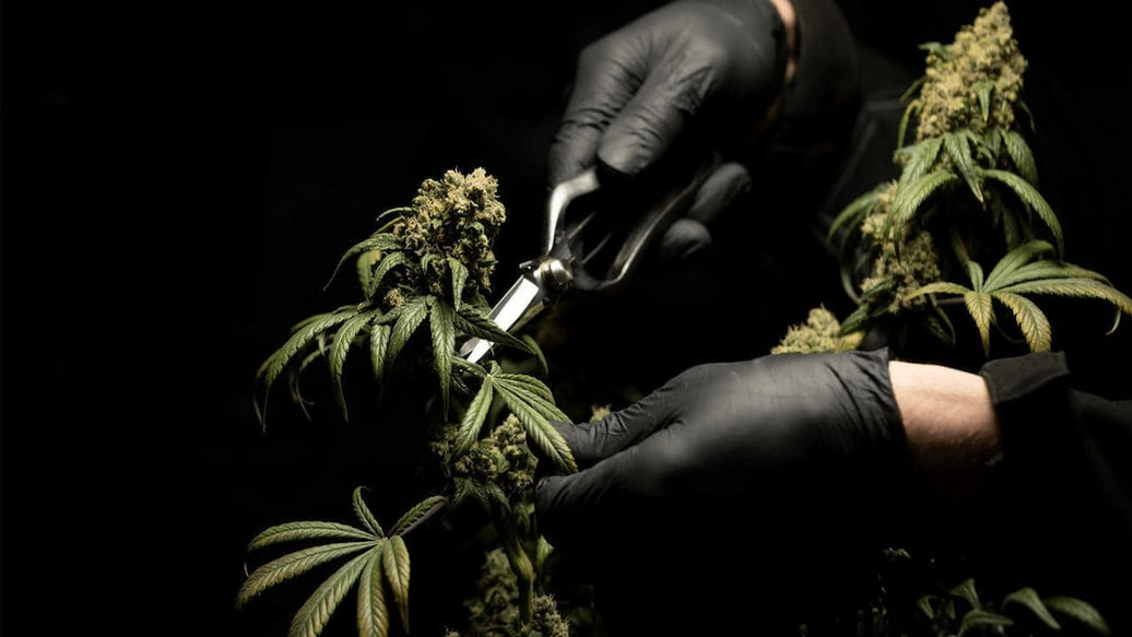 best time of day to harvest cannabis - cover