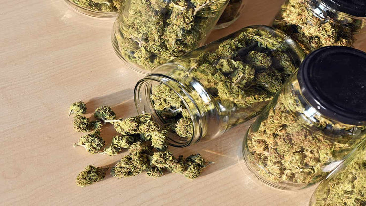 How Long & How to Burp Cannabis Jars for Perfect Curing