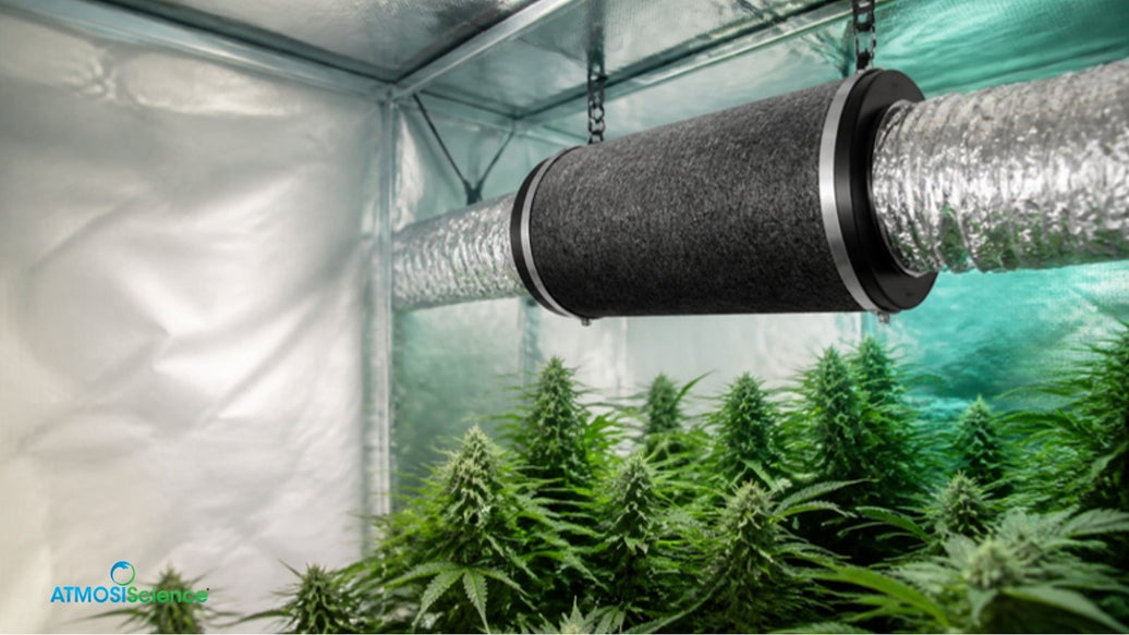 Cannabis carbon filter with ducting hanging inside a grow tent above leafy plants