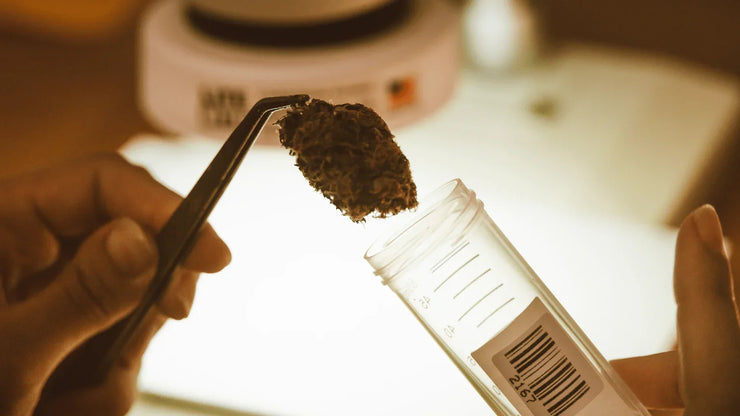 Cannabis Humidity Too Low Symptoms and How to Fix Them - ATMOSIScience | 2-Way Humidity Control, Naturally
