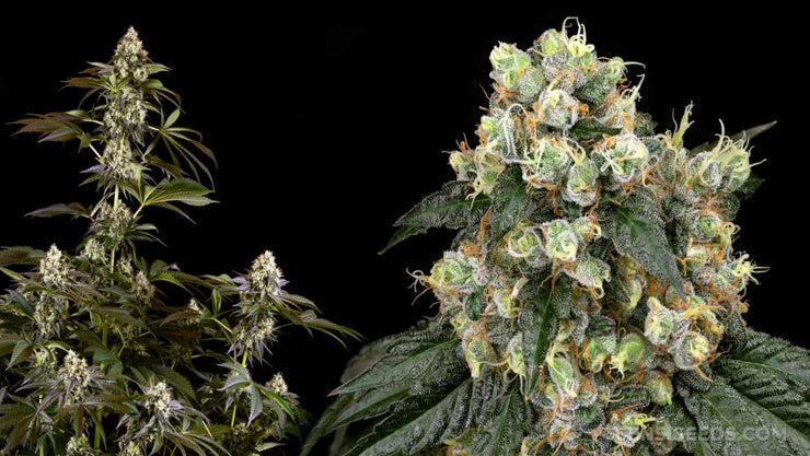 cannabis 2 weeks before harvest - cover