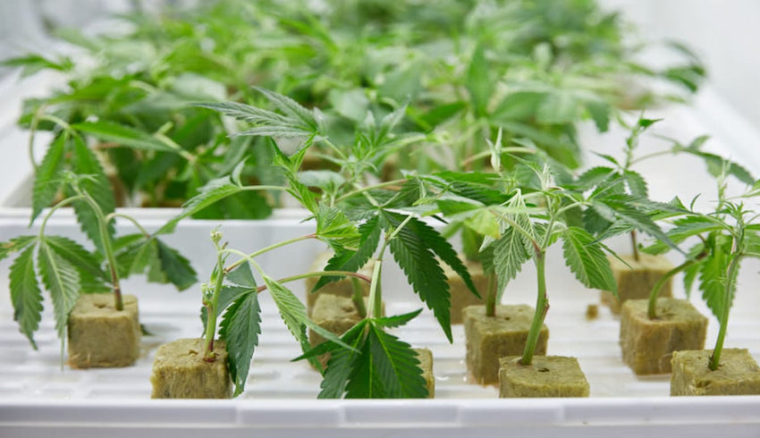 cannabis cloning - cover