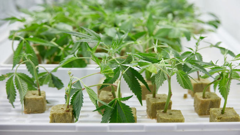 cannabis cloning - cover