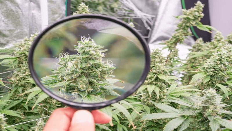 cannabis harvest chart - cover