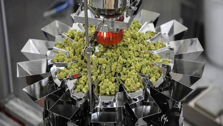 cannabis processing - cover
