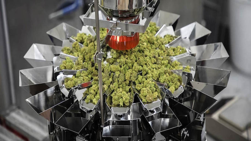 cannabis processing - cover