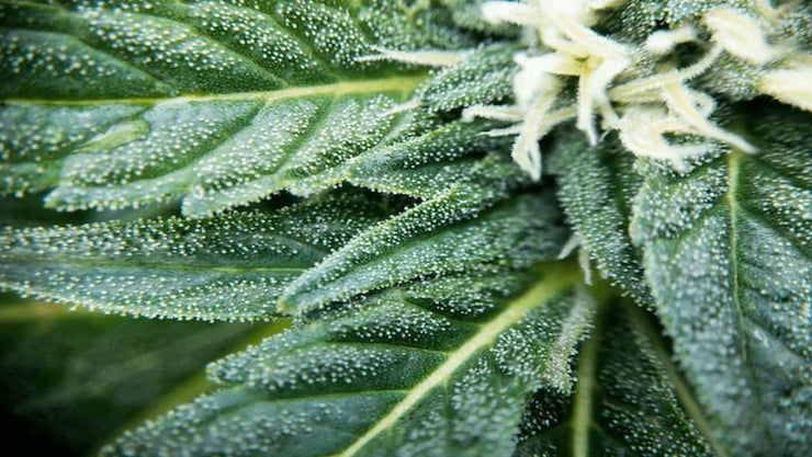 cannabis sugar leaves - cover