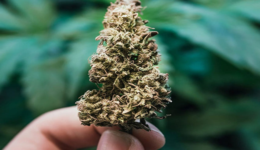 does weed go bad - cover